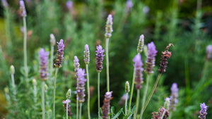 lavender sprigs and flowers